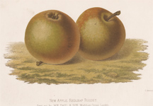 New Apple: Redleaf Russet Apple